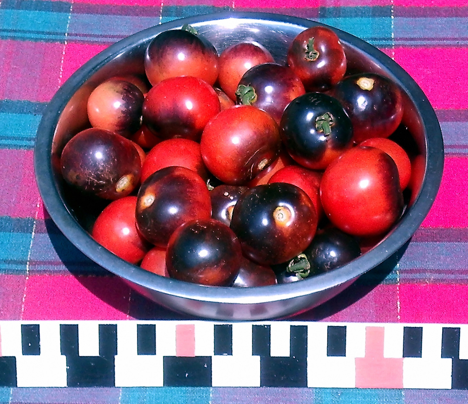 0.1 gram Indigo Rose Tomato seed. Selectively bred. World’s first blue tomato!