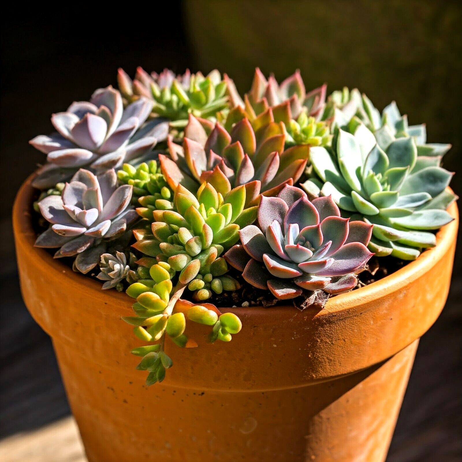 600 SEDUM SEEDS CONTAINER MIX | RARE STONECROP 🌱 DROUGHT TOLERANT GROUND COVER