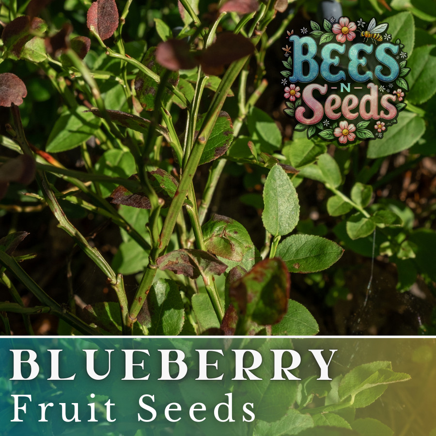 Blueberry Seeds 200, 750 or 3,200 Seeds Fruit Seeds, Non GMO, Bulk Seeds, Berry