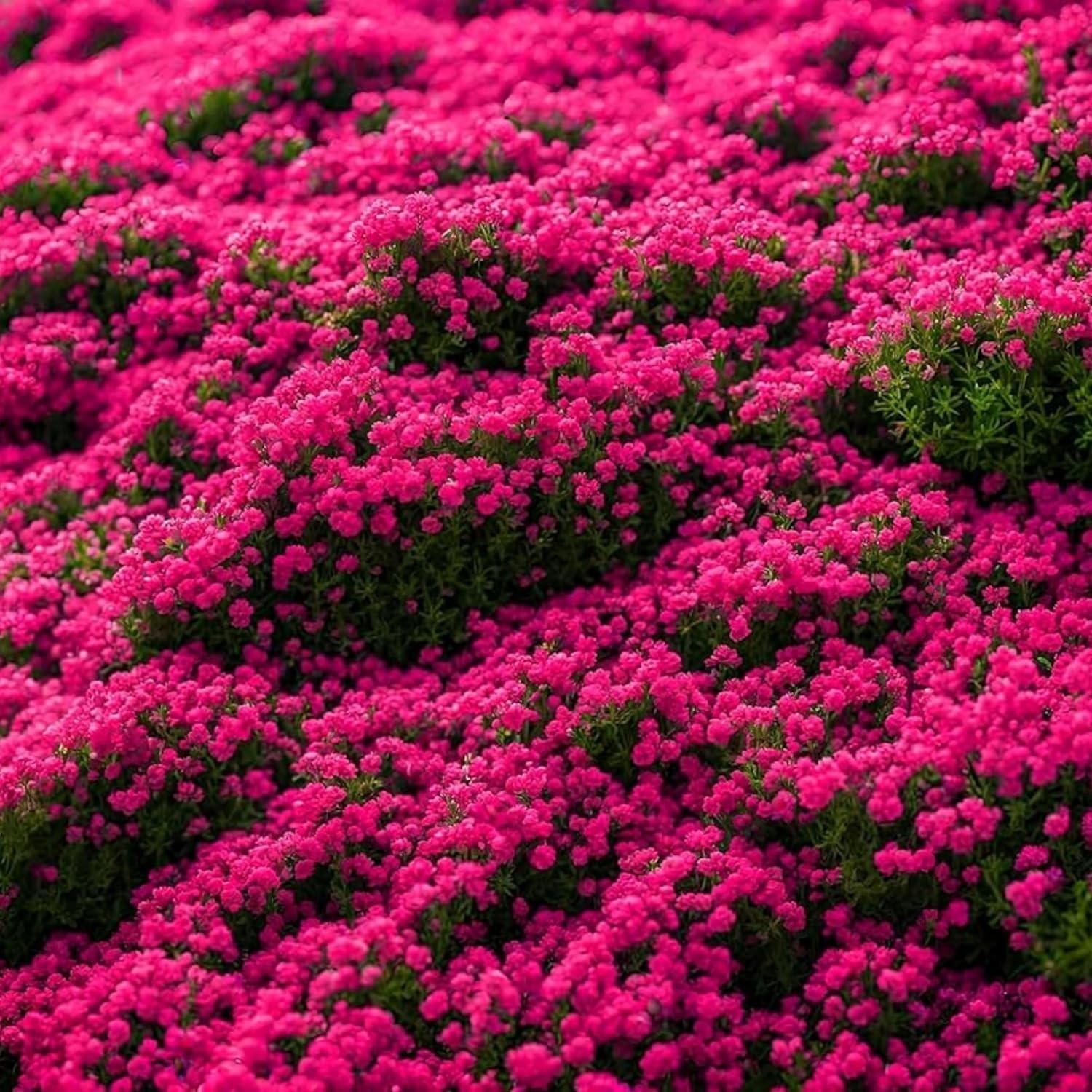 20000+ Red Creeping Thyme Seeds Ground Cover Plant