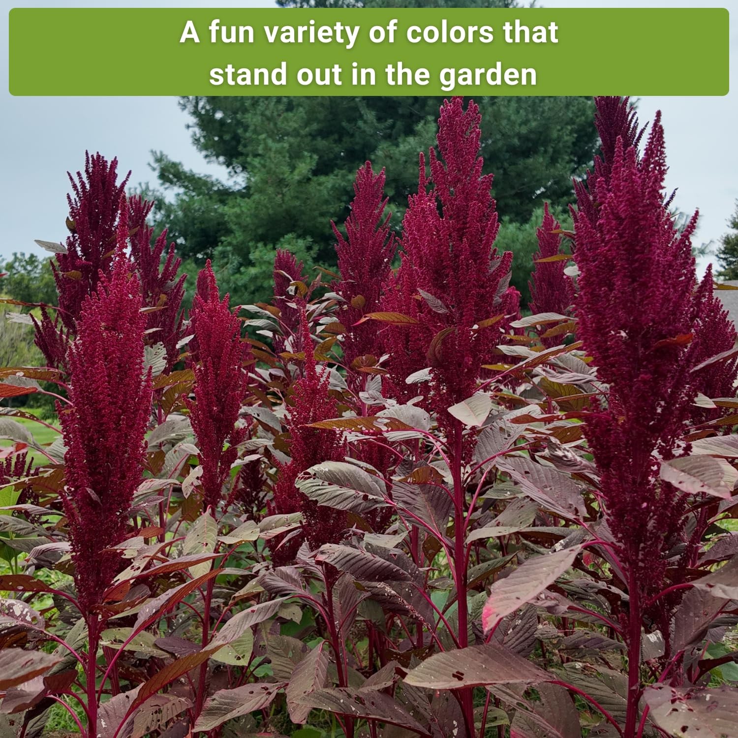 Sow Right Seeds – Amaranth Seed Collection for Planting – Non-GMO Mix