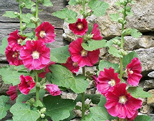 Hollyhock, Pink, RED & Yellow 100 Seeds Heirloom,Beautiful