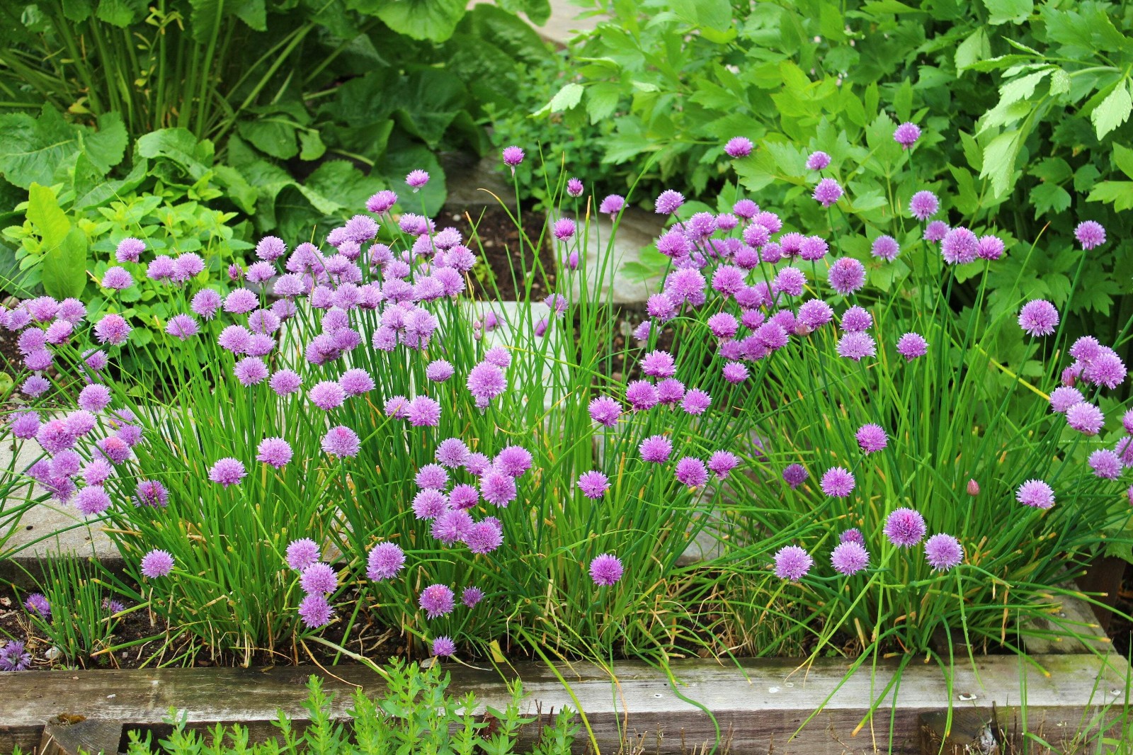 Chives Seeds Allium schoenoprasum Free Shipping!