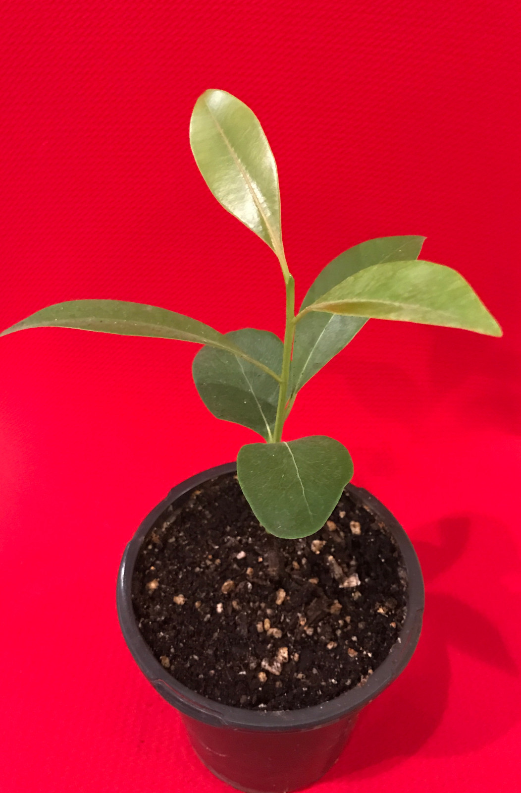 Sapodilla Manilkara Zapota Chiku Makok Tropical Tree Starter PLANT Seedling