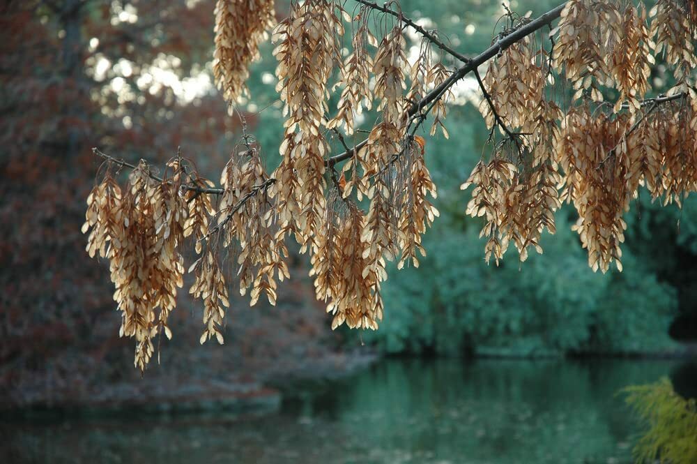 Boxelder Maple Tree Seeds for Planting 30 Seeds Acer Negundo Ships from Iowa