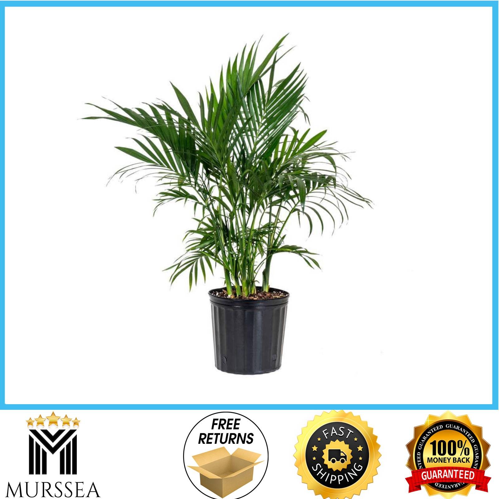 Cat Palm Chamaedorea cataractarum Plant in 9.25 inch Grower Pot