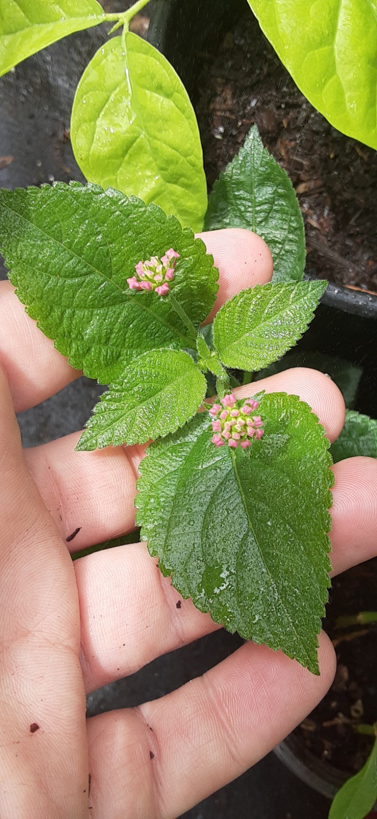 1 Lantana Live Starter Plant- READ LISTING