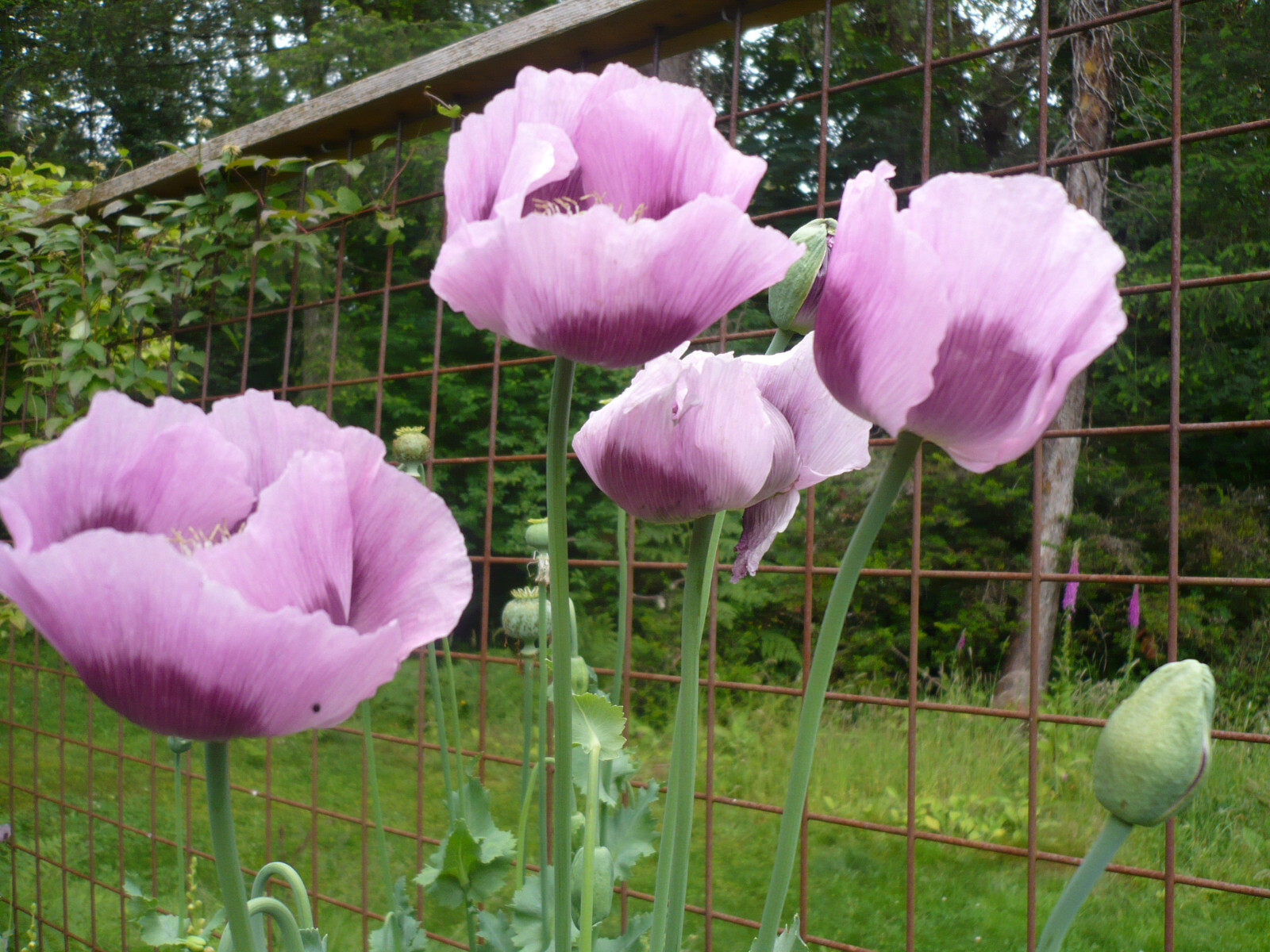 Tazzy Purple Poppy Som Seeds 2000+ *Shelley aka PoppyQueen👑