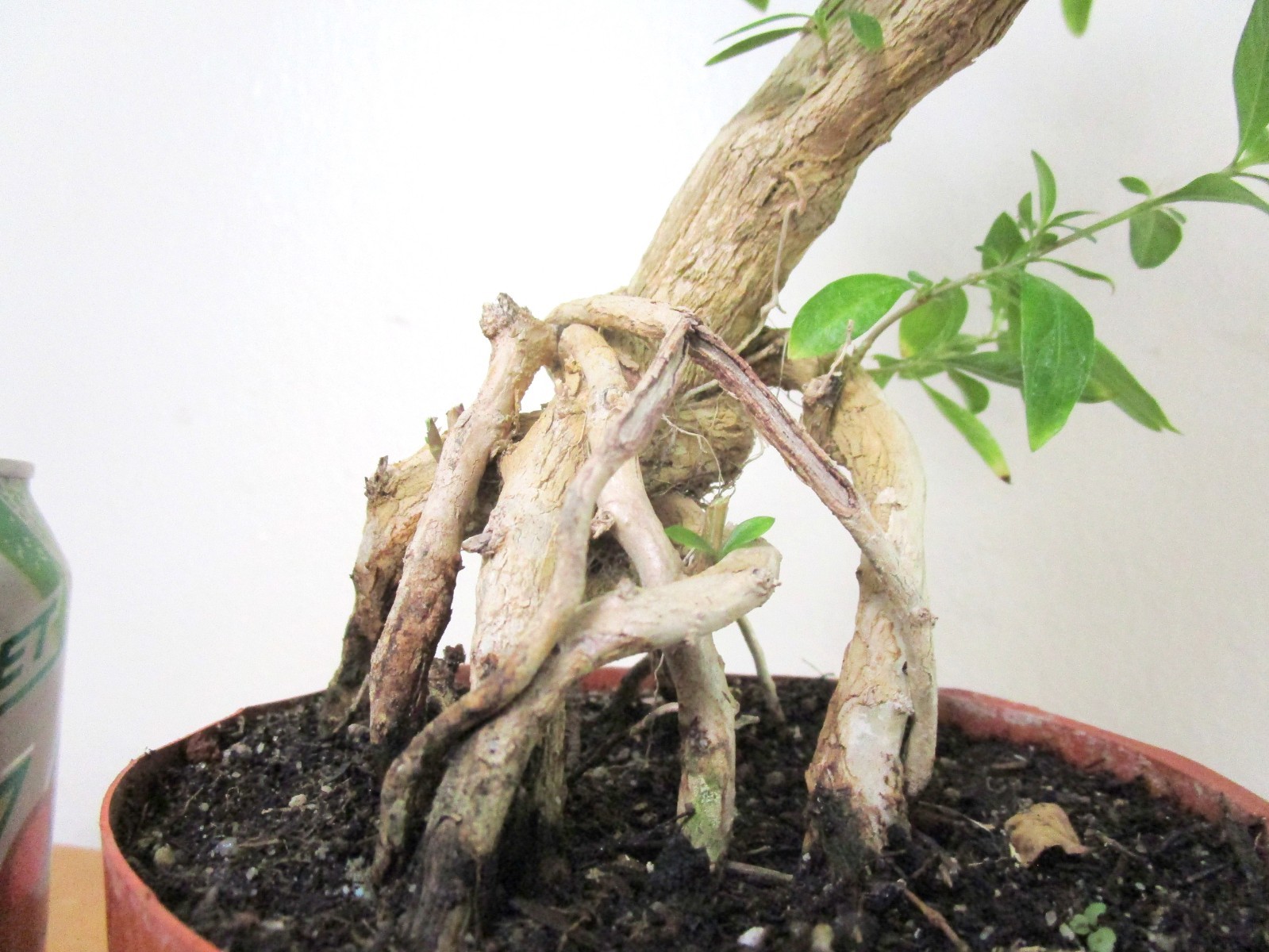 Flowering Serissa for mame shohin bonsai tree exposed roots thick trunk