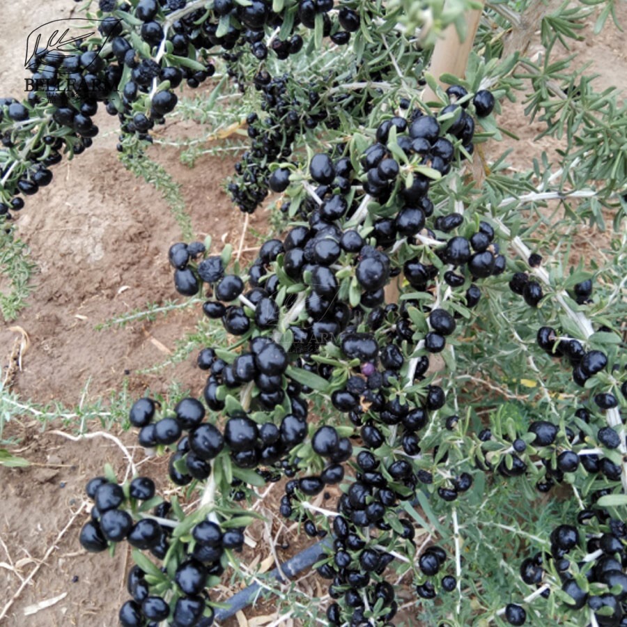 Black Goji Berry {Lycium ruthenicum}10+ seeds Free Shipping!