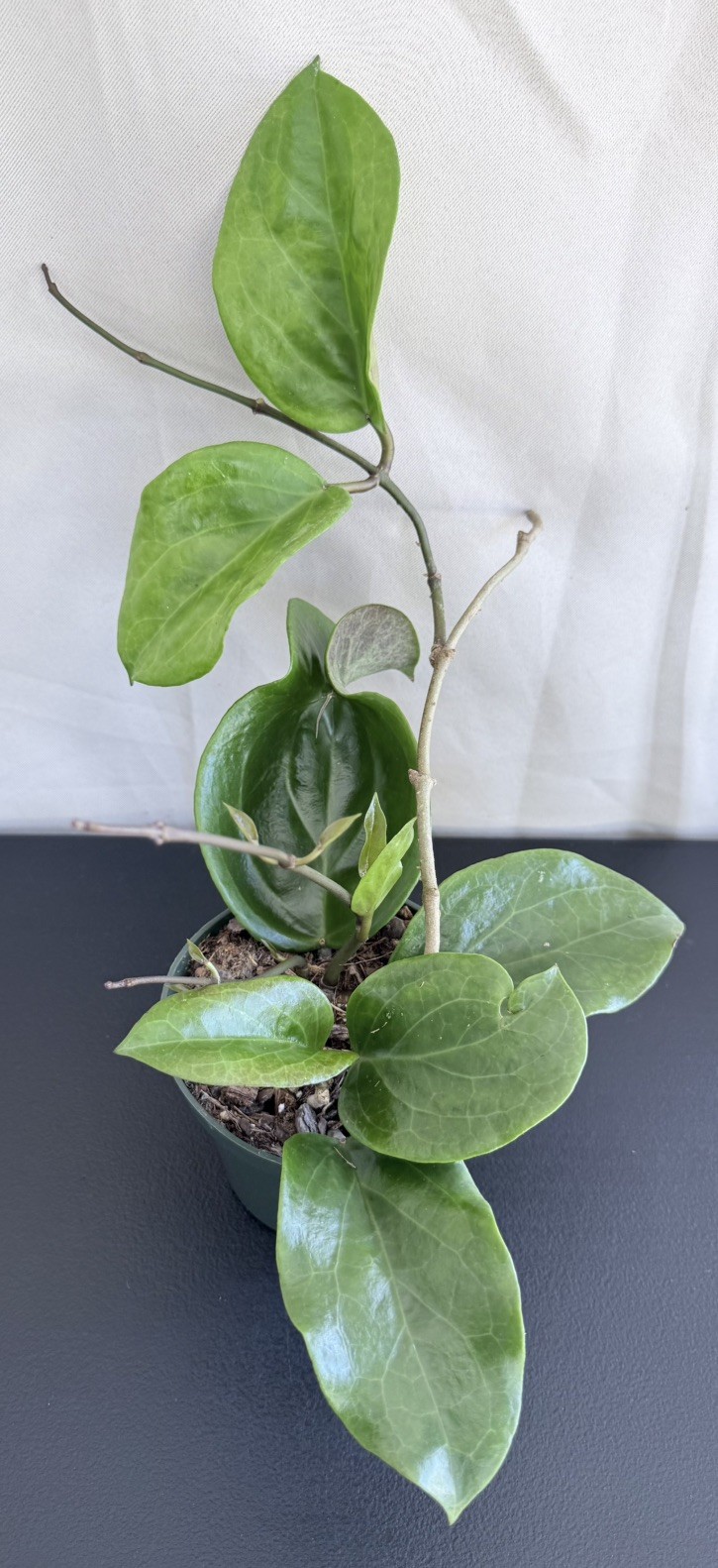 HOYA SURIGAOENSIS IN 4.5”POT / EXACT PLANT / WELL ROOTED / SHIP IN NURSERY POT