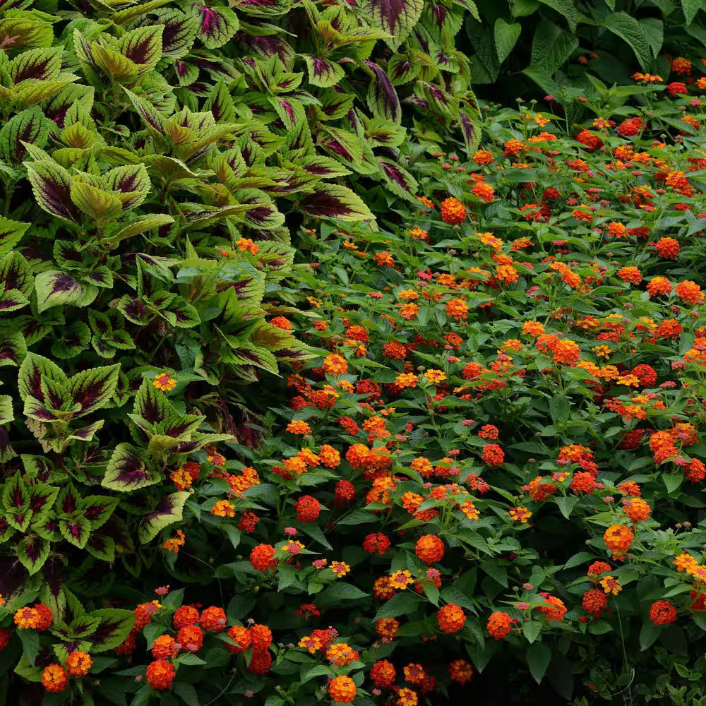4 In. Lucky Red Bloom Lantana Plant (3-Piece)
