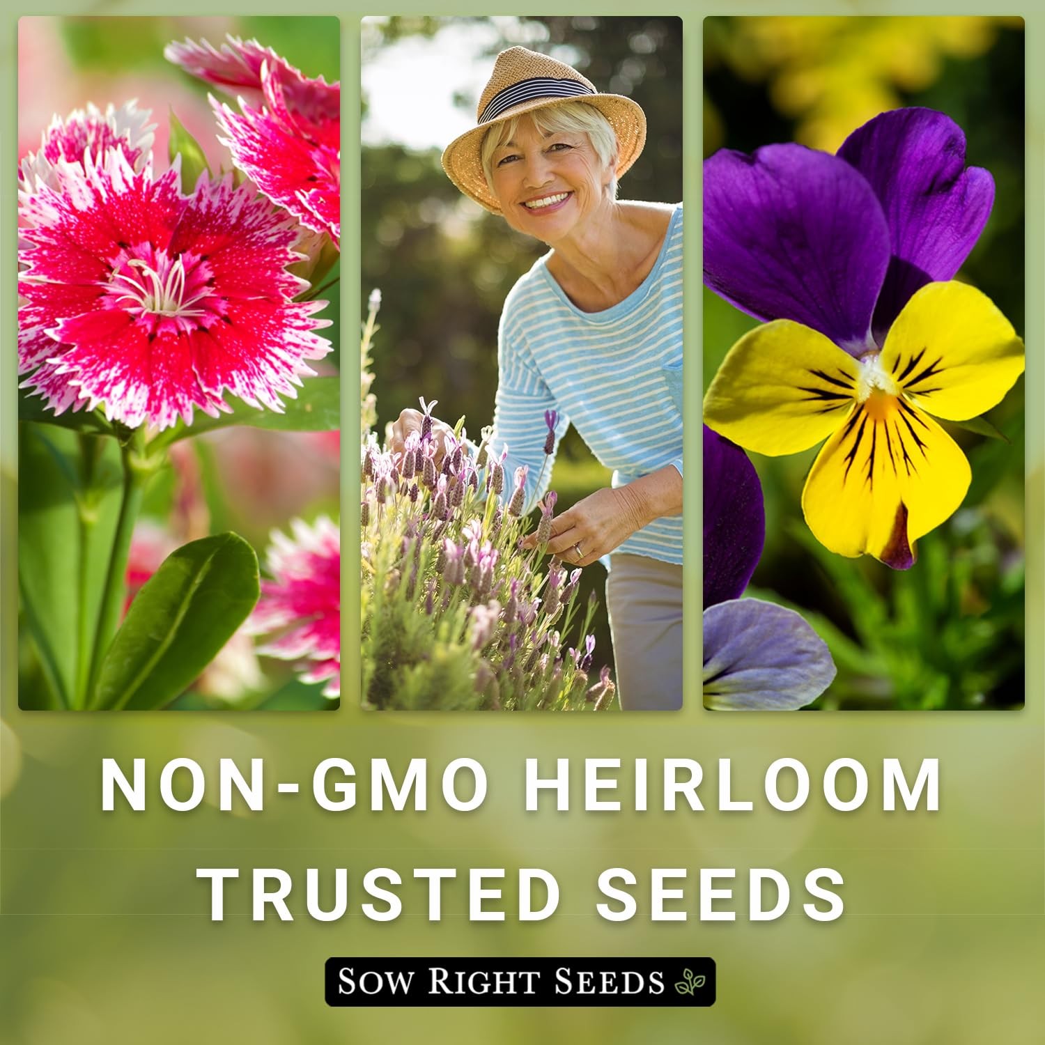 Sow Right Seeds – Bulk Crazy Cosmos Mix Seeds for Planting – 2 Ounce, 8500 Seeds