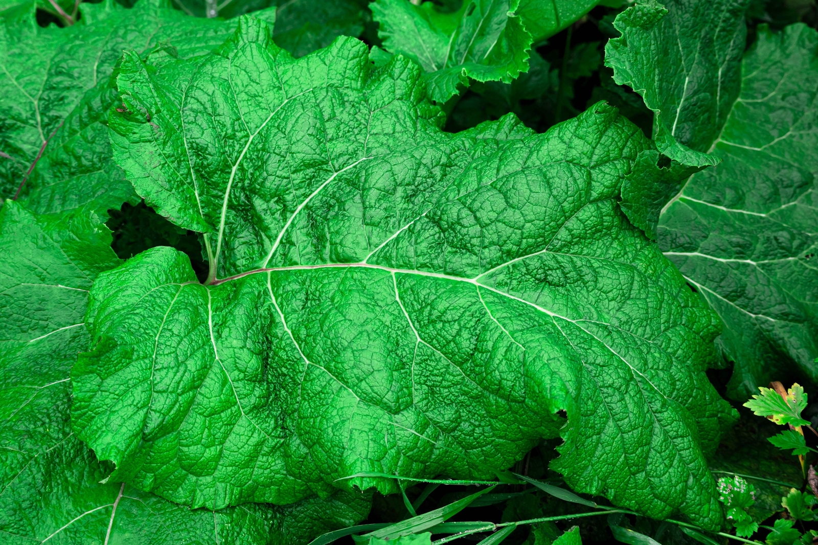200 Great BURDOCK Arctium Lappa (Edible Burdock Cockle-Button) HERB Flower Seeds