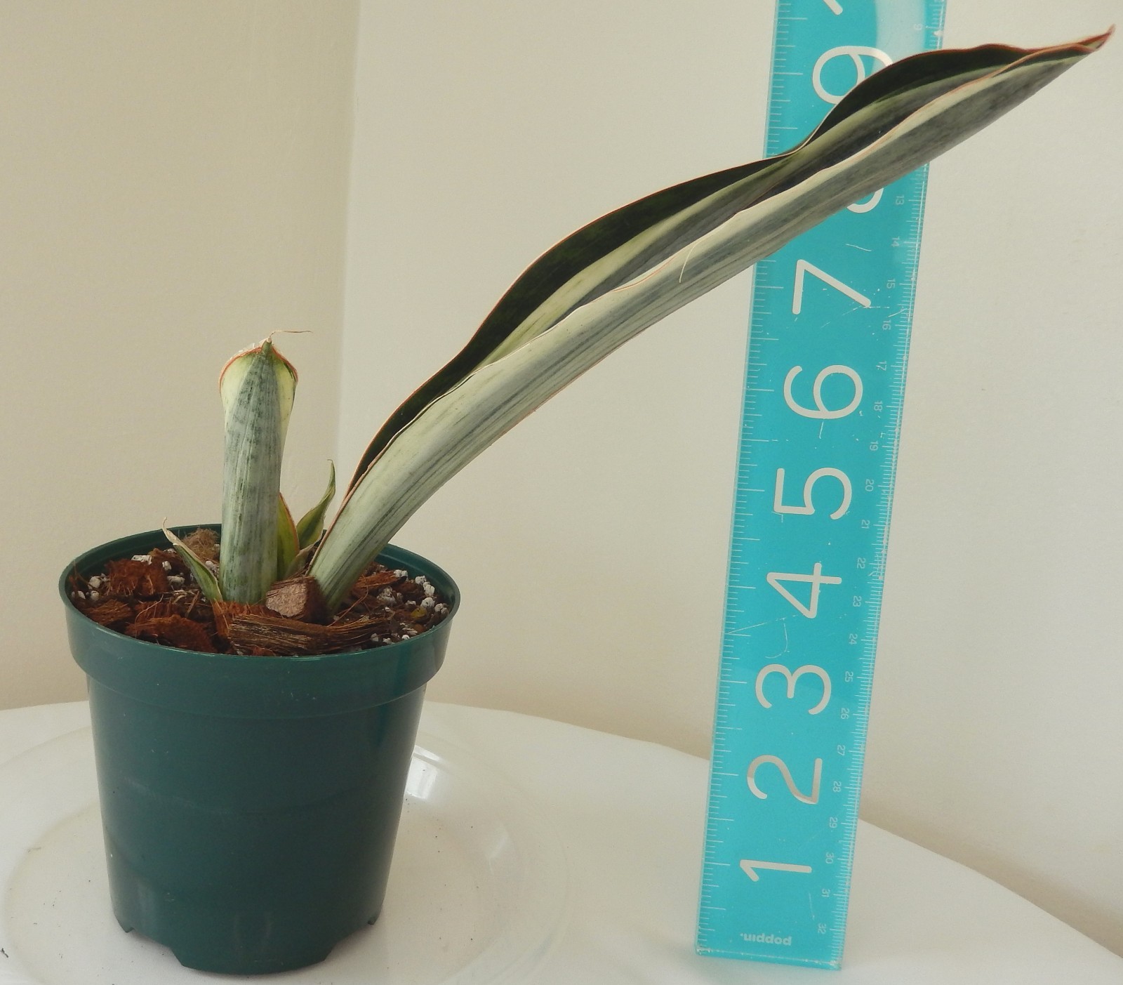 White Variegated Whale Fin Sansevieria Rooted In 4″ Pot Tag #34