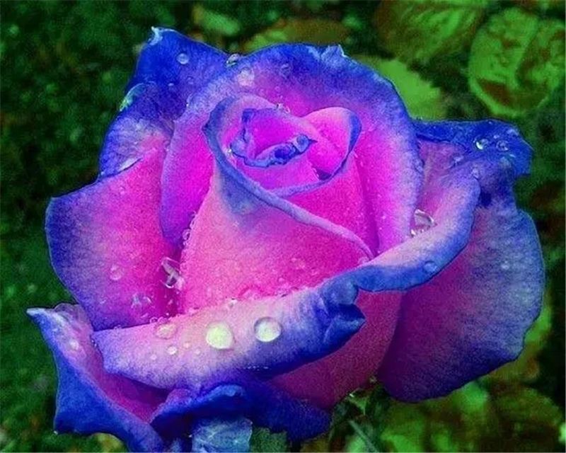 20 EXOTIC RARE ROSE SEEDS home garden flower plant bush diy sun Rosas hybrid tea