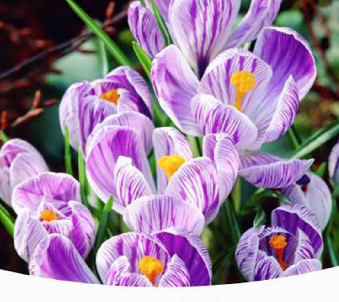 20 EXOTIC RARE CROCUS SEEDS for garden flower beds plant bush USA SELLER USPS