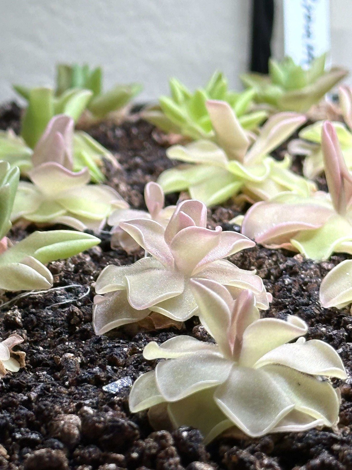 Pinguicula pirouette – Live Butterwort Carnivorous Potted Plant