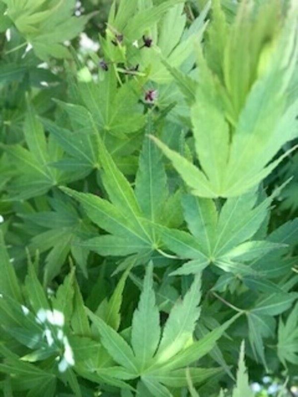 Qty-1 Prized Foliage Latest Seasonal Customer Choice Japanese Maple 30inch tall