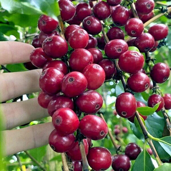 20 Coffea arabica Seeds Tropical EXOTIC Coffee Bean Indoor House Plant Tree RARE