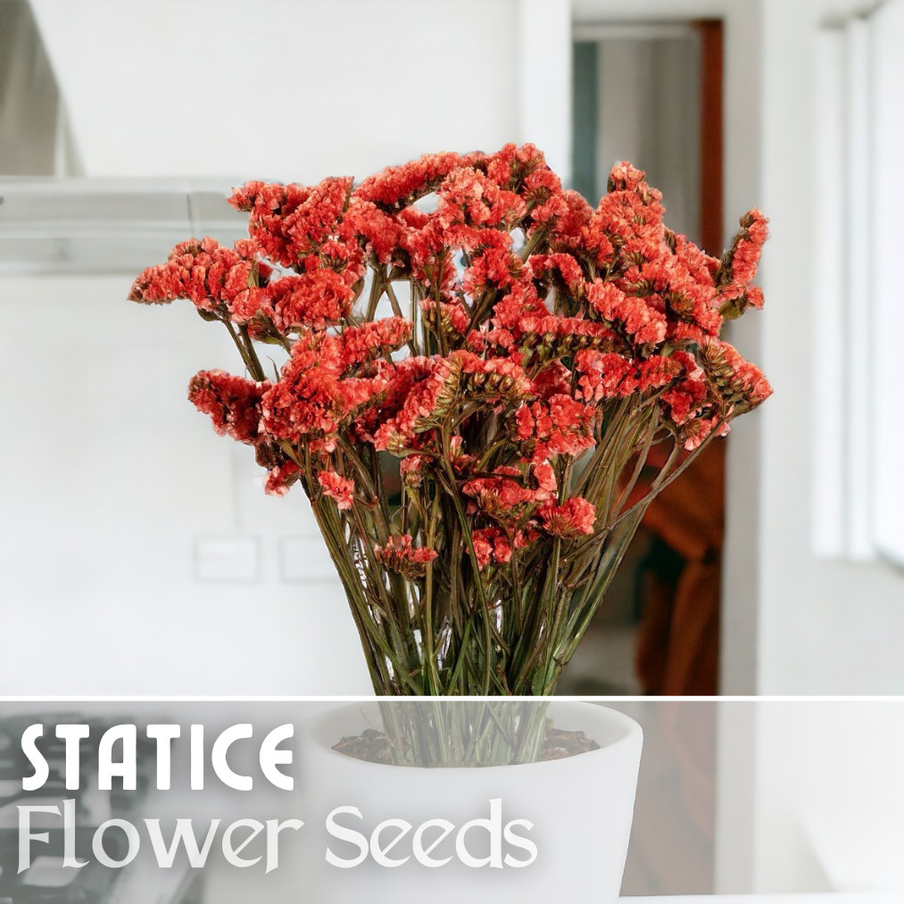 Statice Seeds – 85 Seeds – Garden Bloom Flower Seed Flowers Garden Limonium