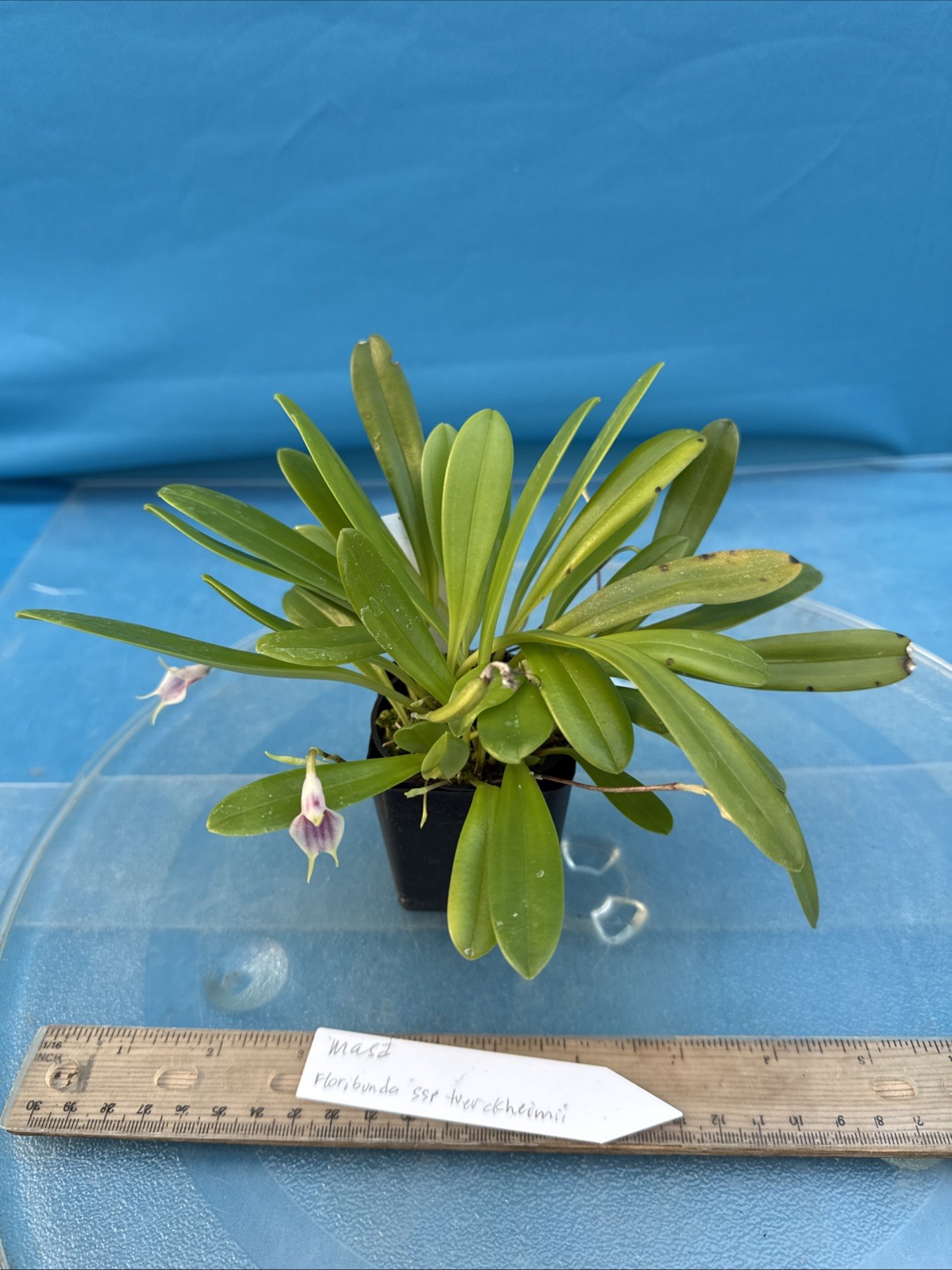 Masdevallia floribunda Ssp Tuerckheimii Yellow Pink BS Orchid 2.5” Pot (CJ16)