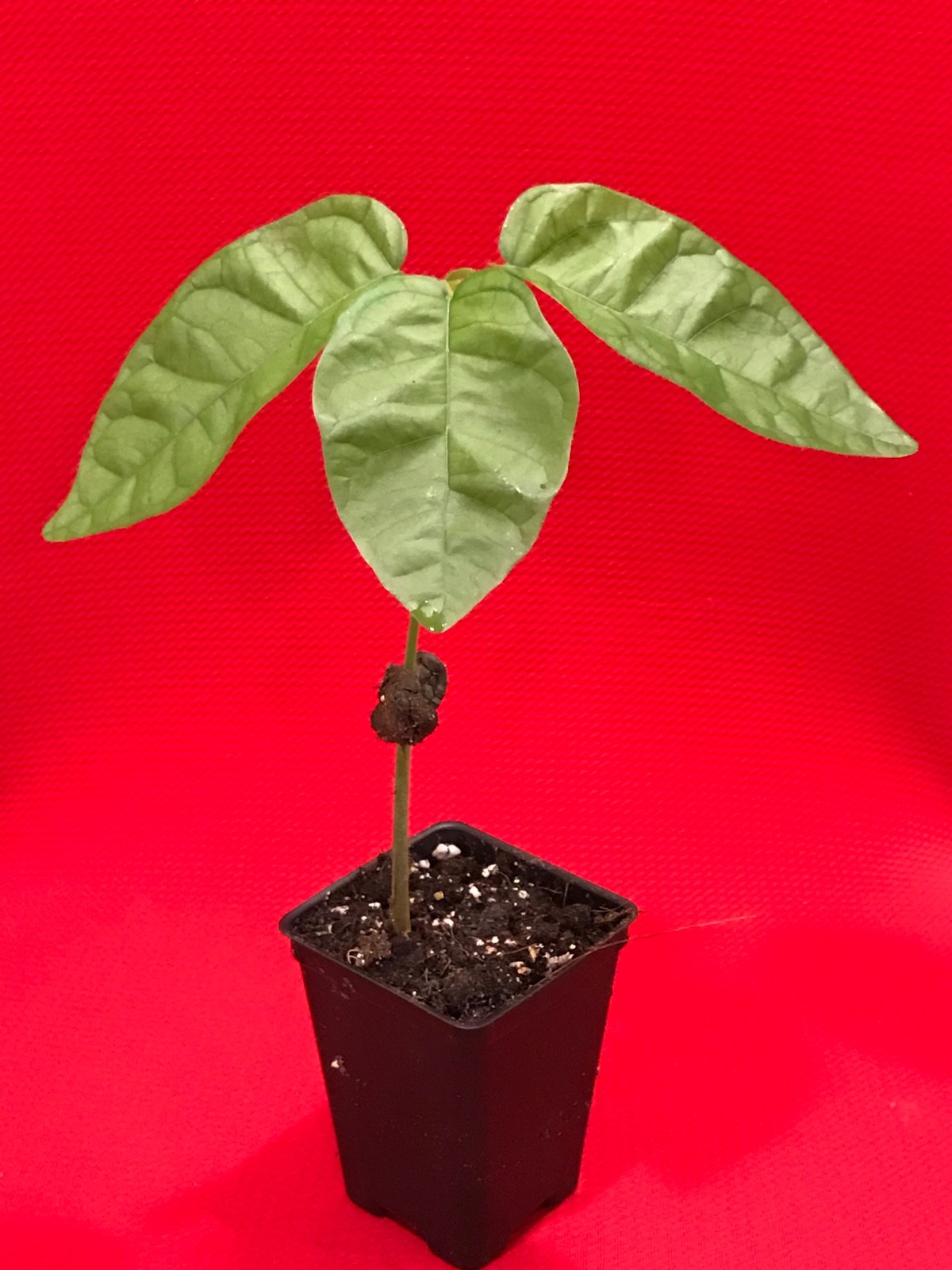 FORASTERO Jaco Jaca Variety Theobroma Cacao Cocoa Chocolate Fruit Tree Potted Pl