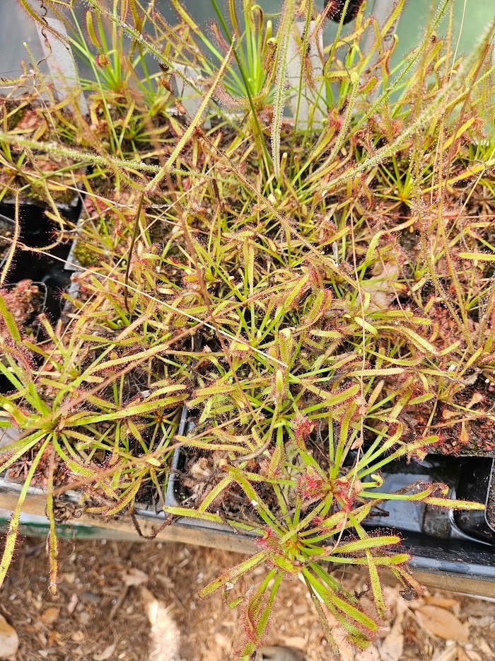 Single live Drosera capensis (cape sundew) potted complete plant kit