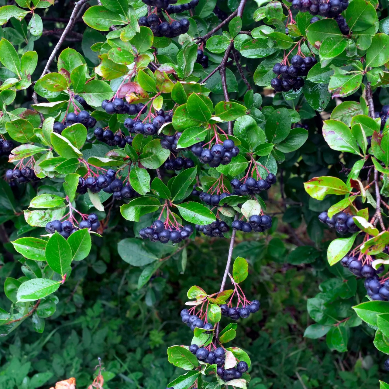 5 Black Chokeberry Aronia melanocarpa 12-24″ Bare Root
