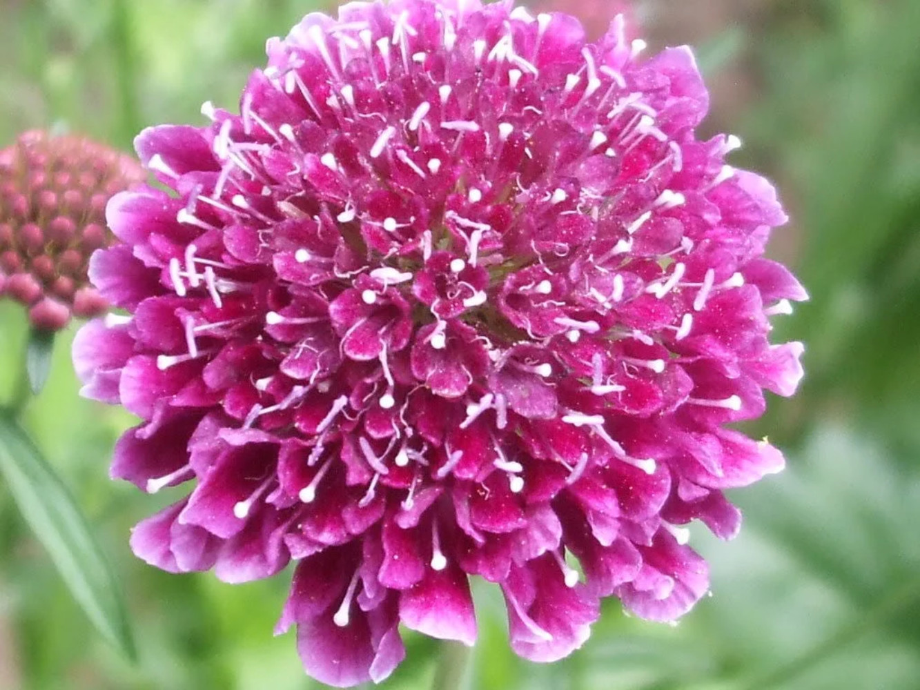 50 FINEST MIXED Colors SCABIOSA Atropurpurea Pin Cushion Flower Seeds