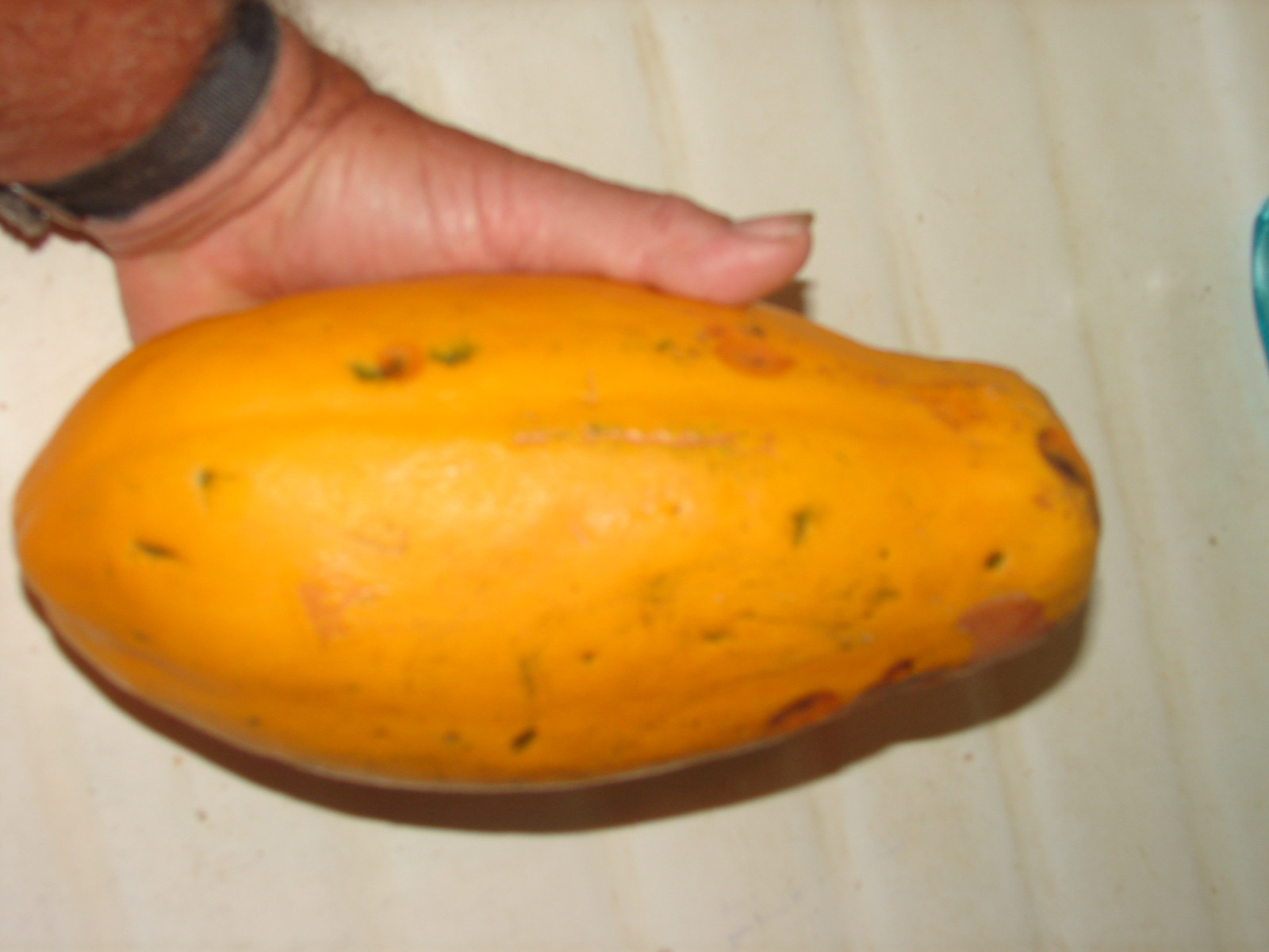 ~LAIE GOLD~ HYBRID PAPAYA Kamiya Yellow Flesh Solo X-77 UH Cultivar 60+ SEEDS