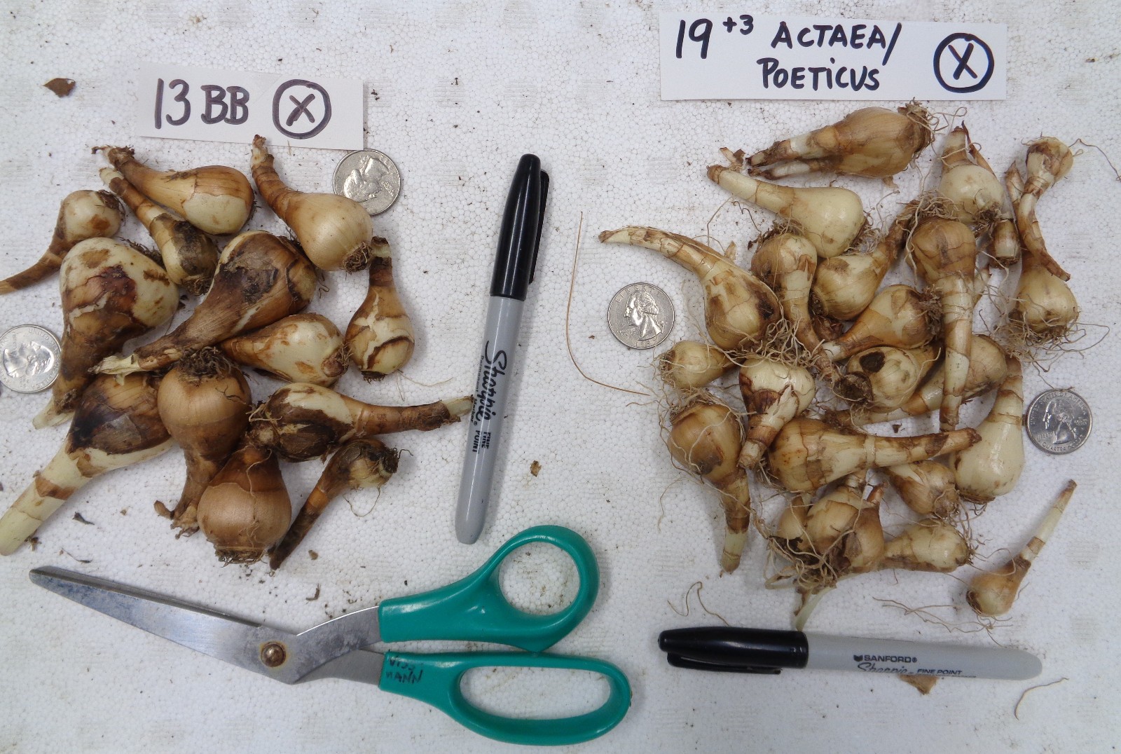 32 DAFFODIL BULBS 2 KINDS Narcissus Jonquil white petals FromMyGarden **PlsREAD*