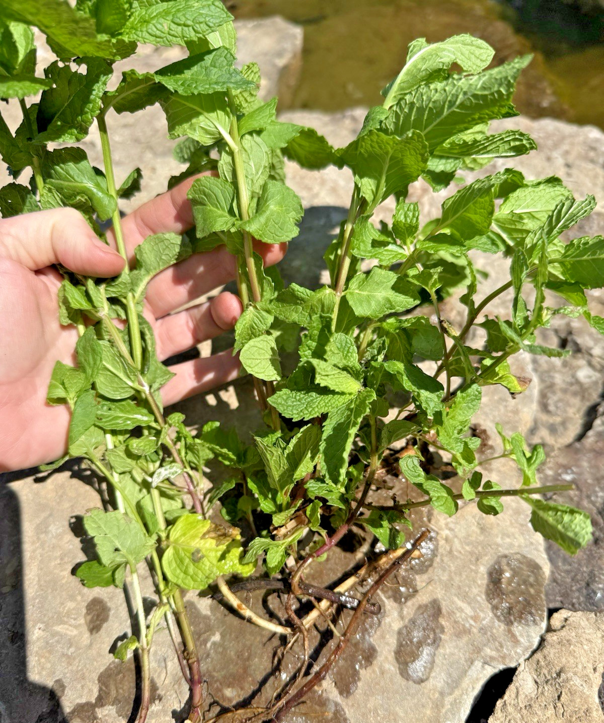 6+ Live Spearmint MINT Healthy Plants Fresh Culinary Herb Rooted Starter Plugs