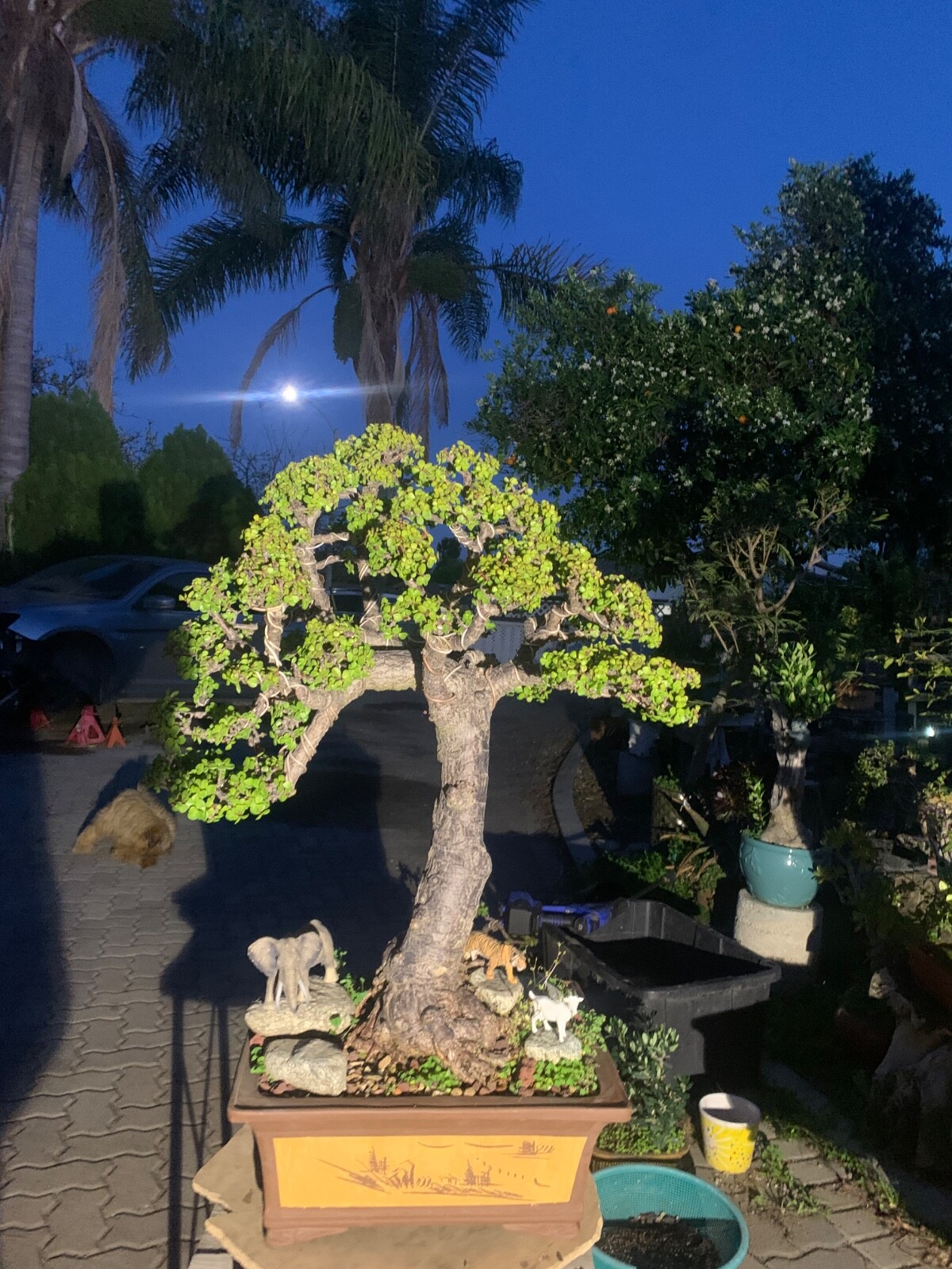 Portulacaria Afra Bonsai Tree Live Jade Indoor Succulent Elephant Bush 30″ Tall