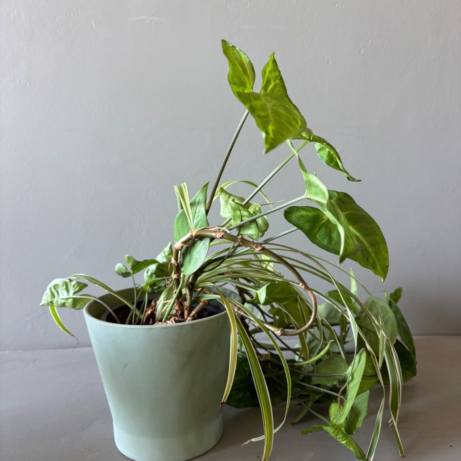 Live Arrowhead Plant & Spider Plant Combo in 6.5″ Ceramic Pot Indoor Houseplant
