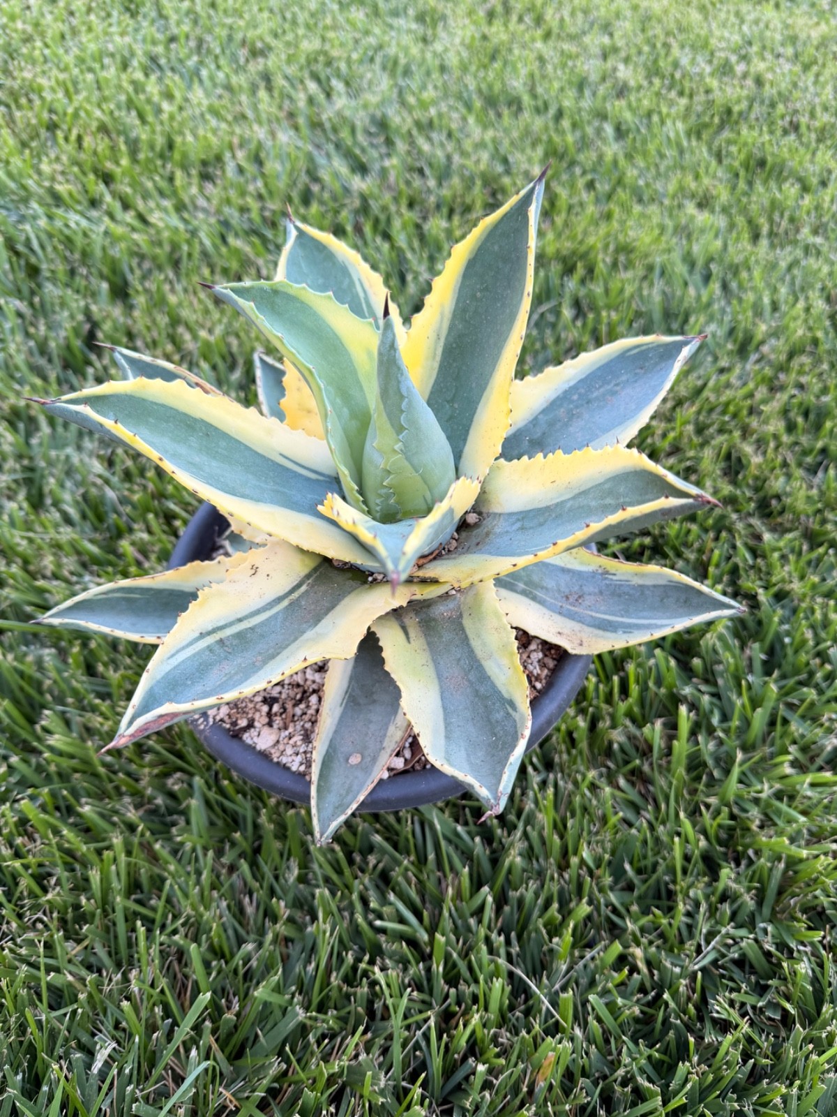agave cornelius variegated