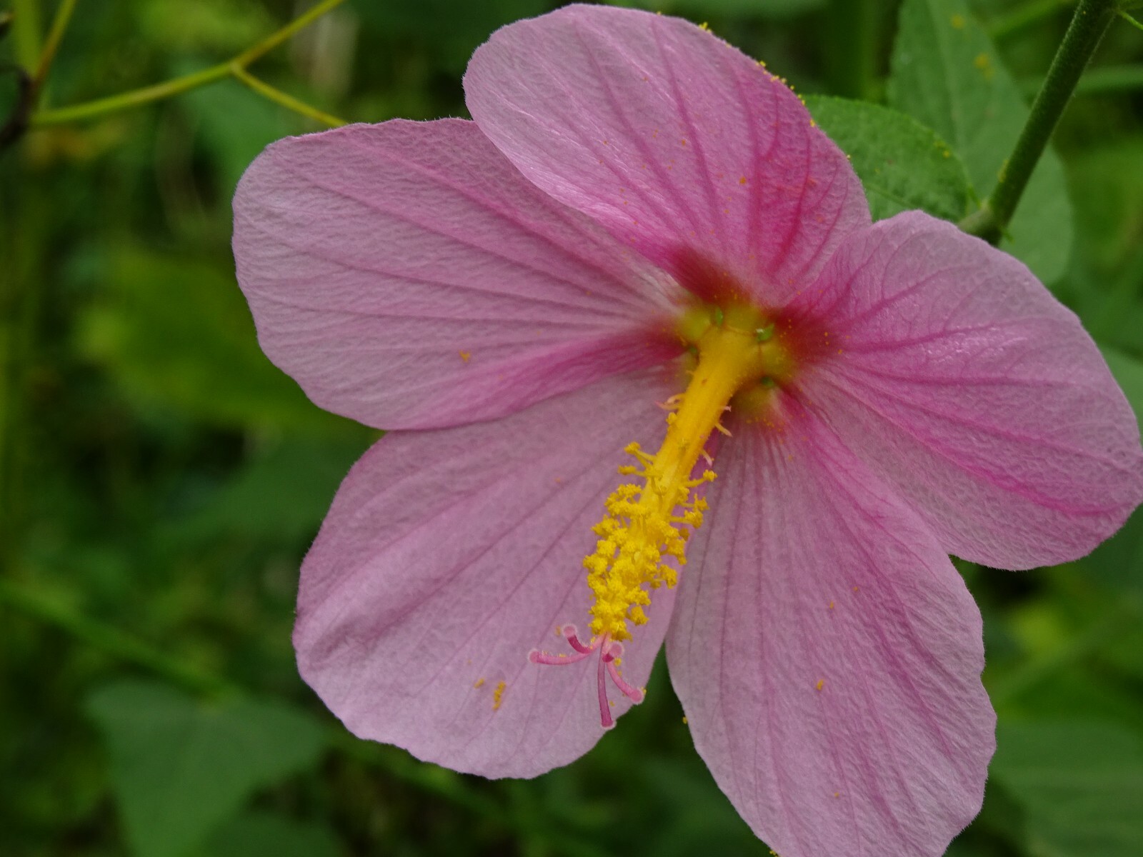 Pink Mallow Kosteletzkya virginica Native Perennial Wildflower 25 seeds from2023