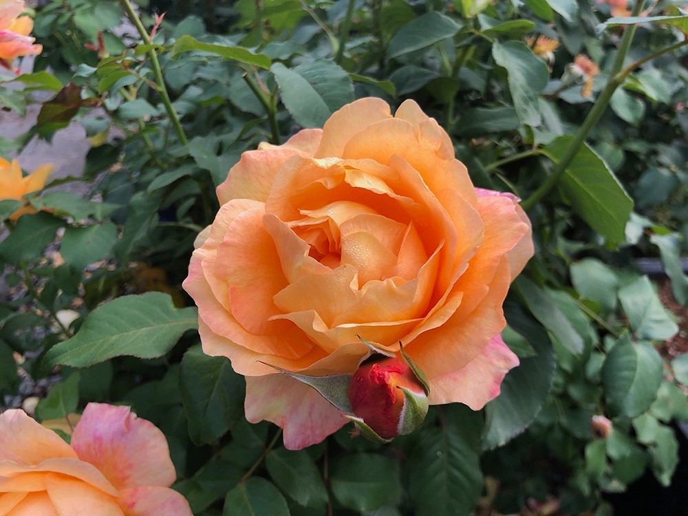 Maui Sunrise Rose Hybrid Tea Exceptionally Fragrant Striking Huge Blooms!!!