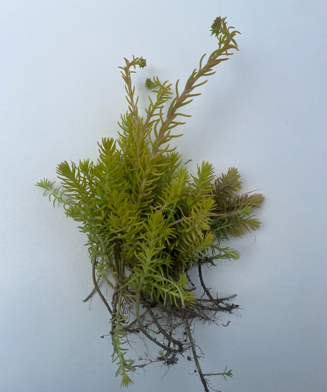 Stonecrop Sedum -Petrosedum rupestre -Prick-madam – 14 plants