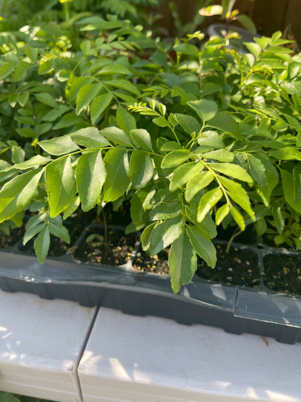 Curry Leaf (Murraya koengini) Potted live starter plant anywhere from 4-6″
