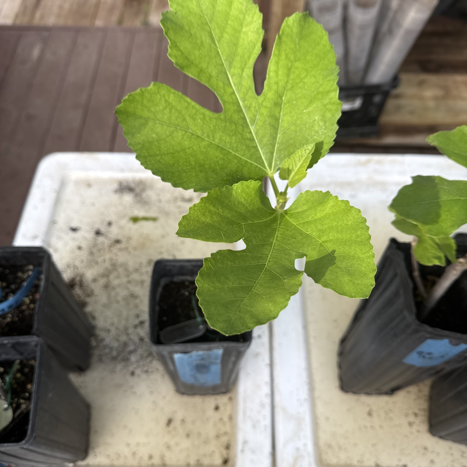 The God Father Fig Tree mature 🌲