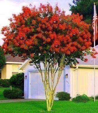 Crape Myrtle Dynamite Red | 2 Inch | Lagerstroemia indica | Flowering Tree