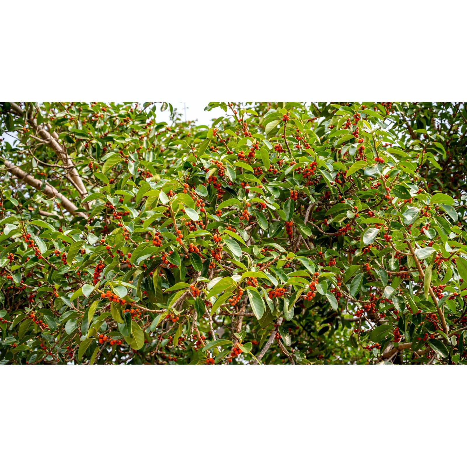 250 Bayan Tree Seeds | Rare Exotic Heirloom Seeds | Fast Growing Forestry Plant