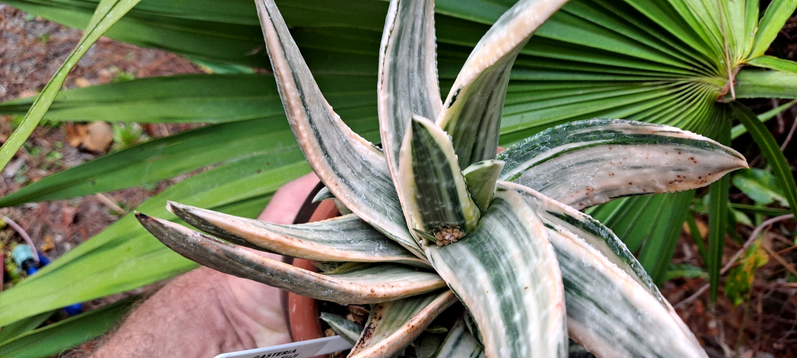 GASTERIA SAKURA FUJI CULTIVAR (JAPAN) ***RARE !! *** / CACTUS