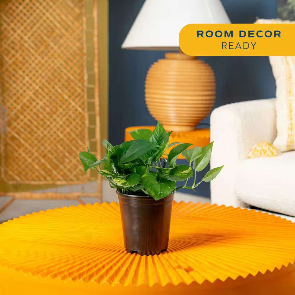 Golden Pothos Indoor Plant in 6 In. Grower Pot, Avg. Shipping Height 1-2 Ft. Tal