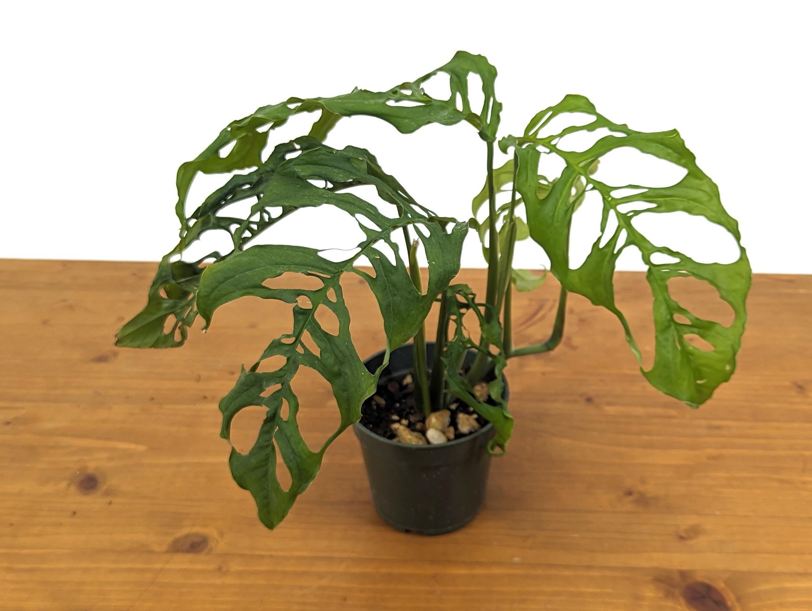 Stunning Monstera Obliqua Peru in 4 inch pot – Live Rare Tropical Aroid Great
