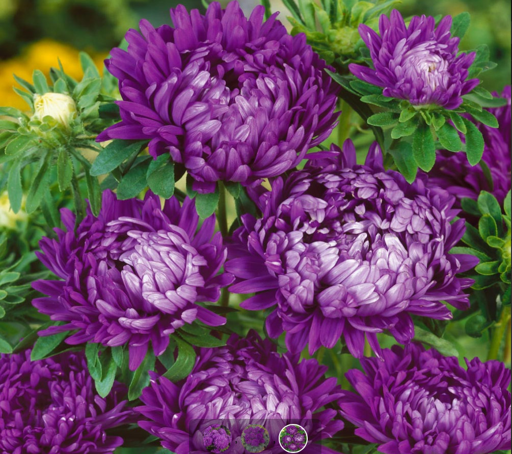 50 Seeds ASTER MILADY MIX Callistephus Dwarf, 10” tall, 3” flowers, fresh