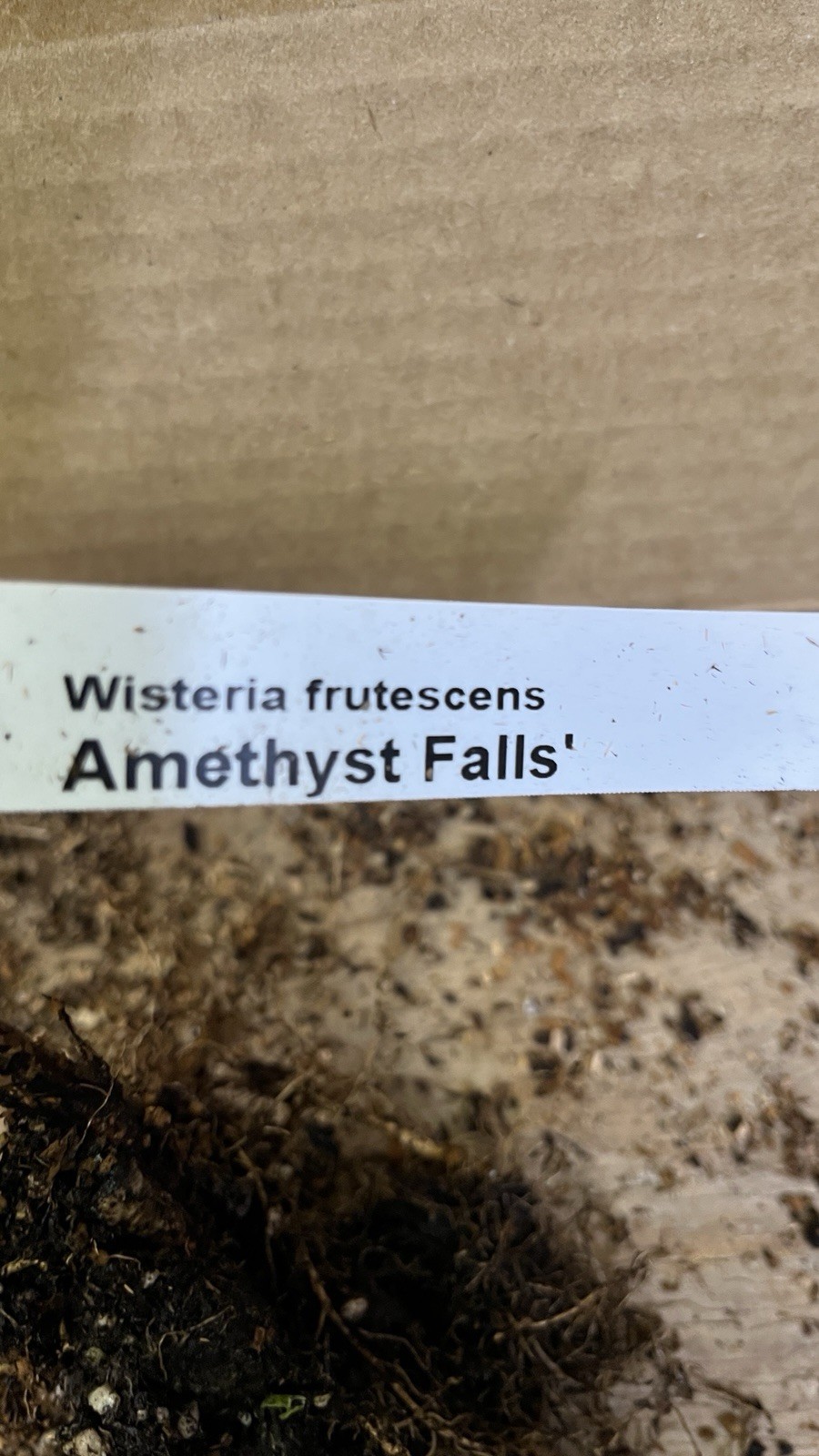 Wisteria frutescens ‘Amethyst Falls’, grafted 1 year old plant
