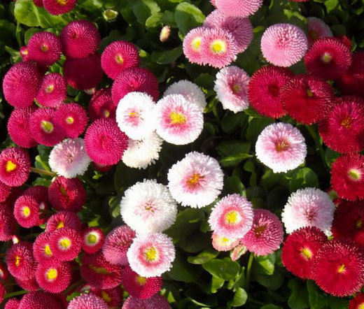 ENGLISH DAISY MIX Bellis Perennis Super Enorma – 500 Bulk Seeds