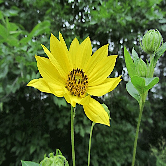 Giant Tall Sunflower Seeds (Helianthus giganteus) NON~GMO Hardy-3 Garden Plant